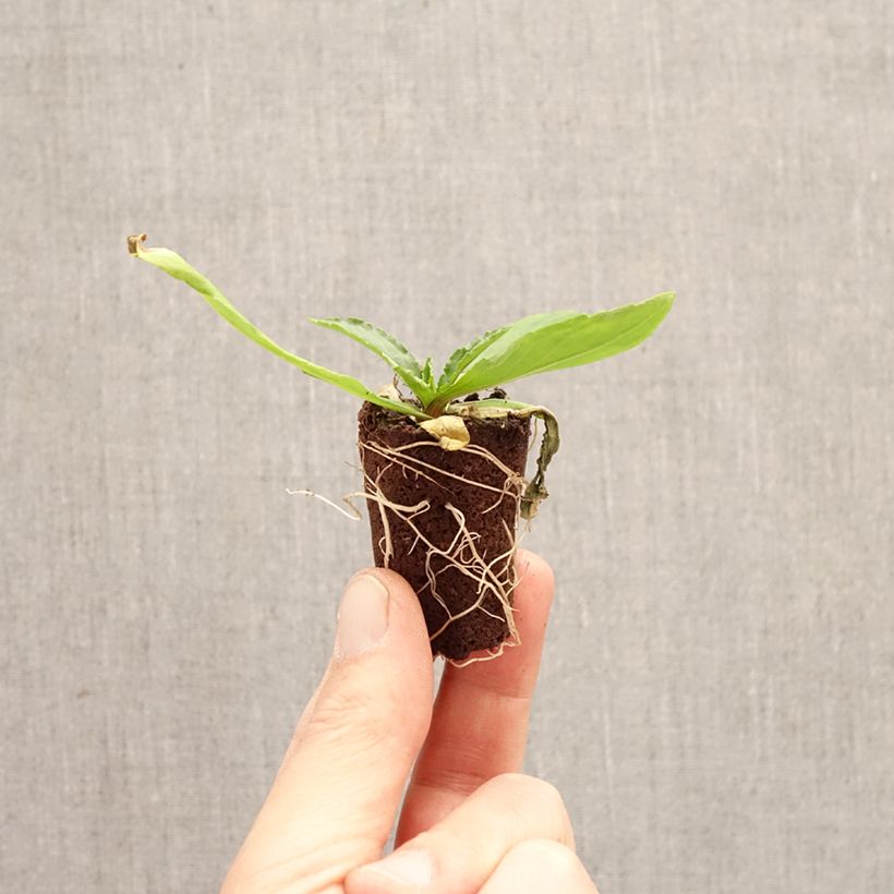 Helenium Okra Sundae minicepellón: Ø 3/4 cm Ejemplar entregado en la primavera