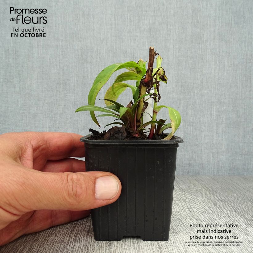Ejemplar de Helenium Poncho Maceta de 8/9 cm entregado en otoño