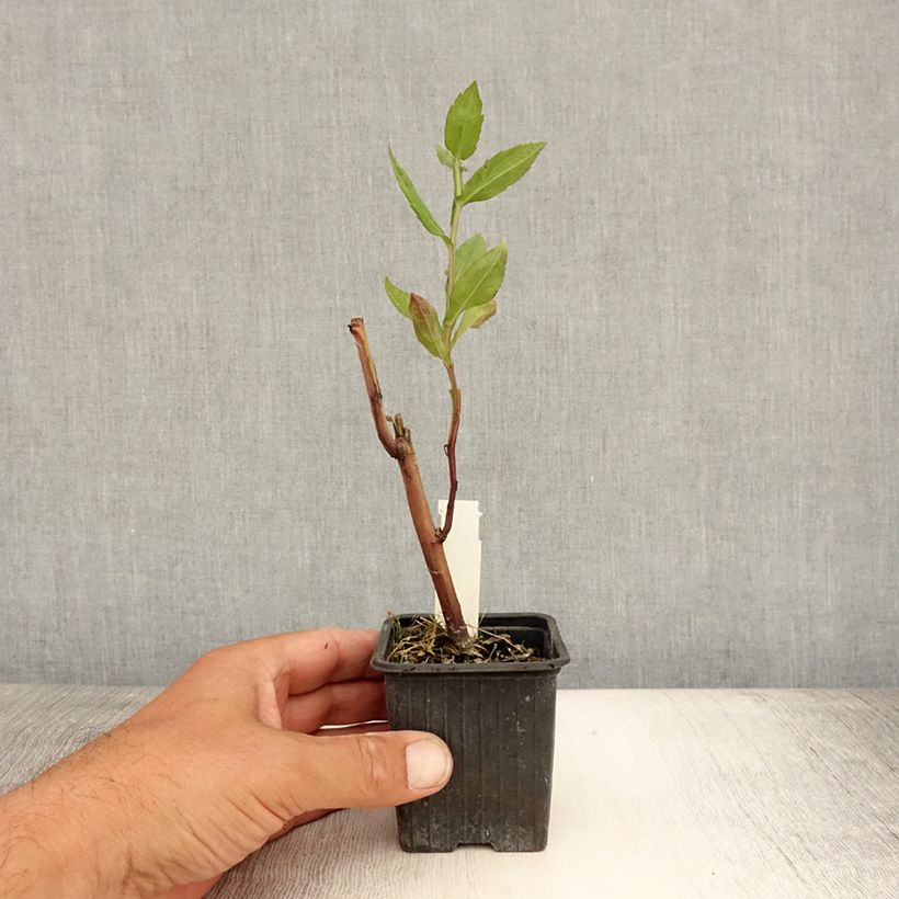 Ejemplar de Helenium Rauchtopas Maceta de 8/9 cm entregado en verano