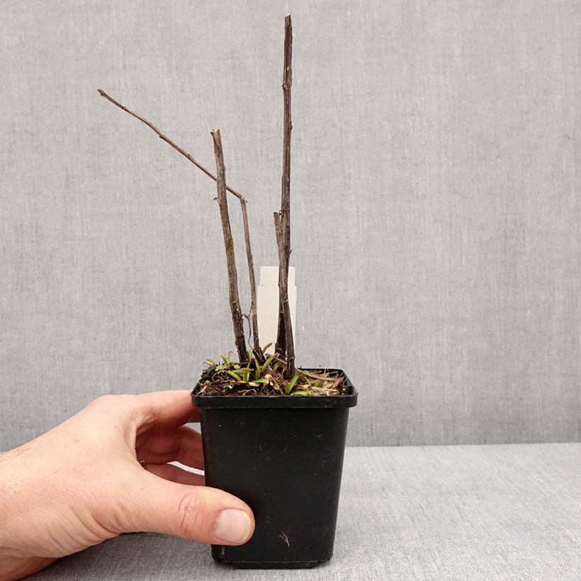 Helenium Red Jewel Maceta de 8/9 cm Ejemplar entregado en invierno