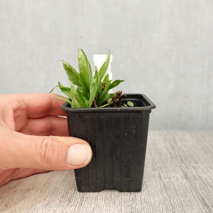 Helenium Red Jewel Maceta de 8/9 cm Ejemplar entregado en la primavera