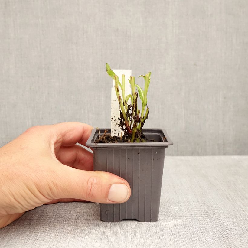 Ejemplar de Helenium Ruby Tuesday Maceta de 8/9 cm entregado en otoño