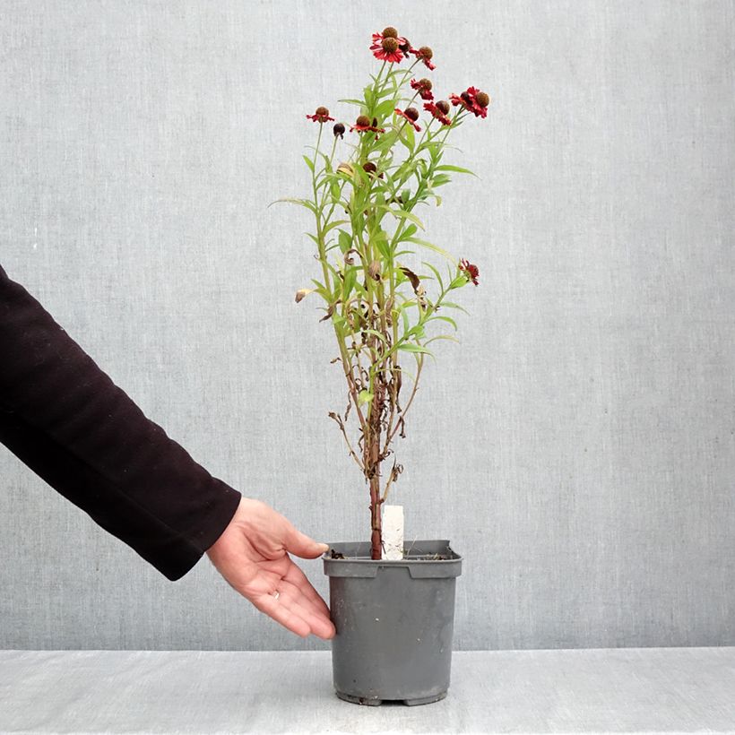 Ejemplar de Helenium Ruby Tuesday Maceta 2L/3L entregado en otoño
