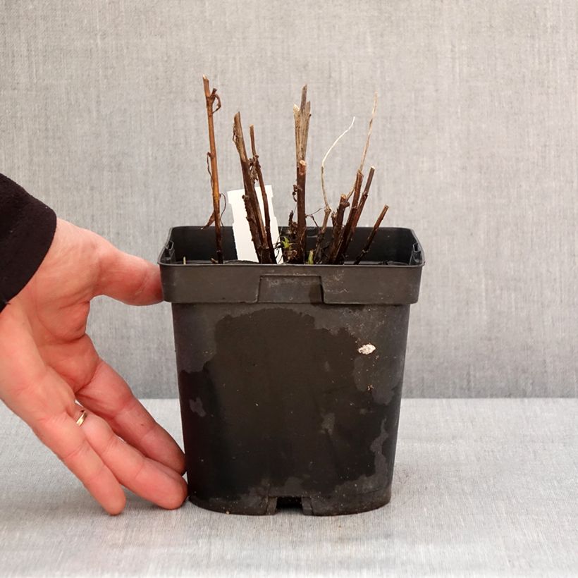 Helenium Ruby Tuesday Maceta 2L/3L Ejemplar entregado en invierno