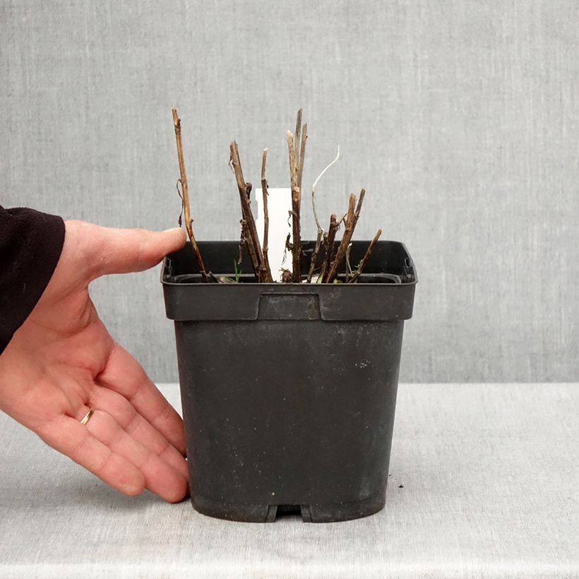 Helenium Ruby Tuesday Maceta 2L/3L Ejemplar entregado en la primavera