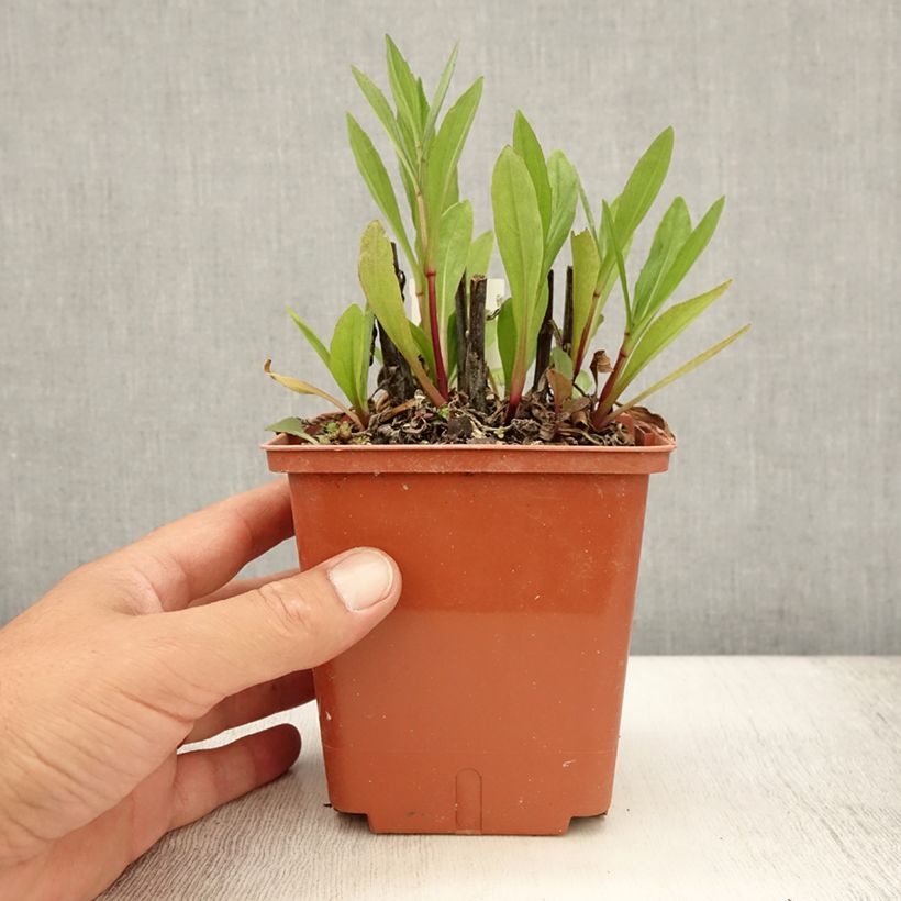Ejemplar de Helenium Sahin's Early Flowerer Maceta 1,5L/2L entregado en verano