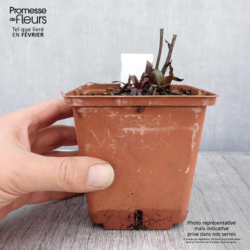 Helenium Sahin's Early Flowerer Maceta 1,5L/2L Ejemplar entregado en invierno