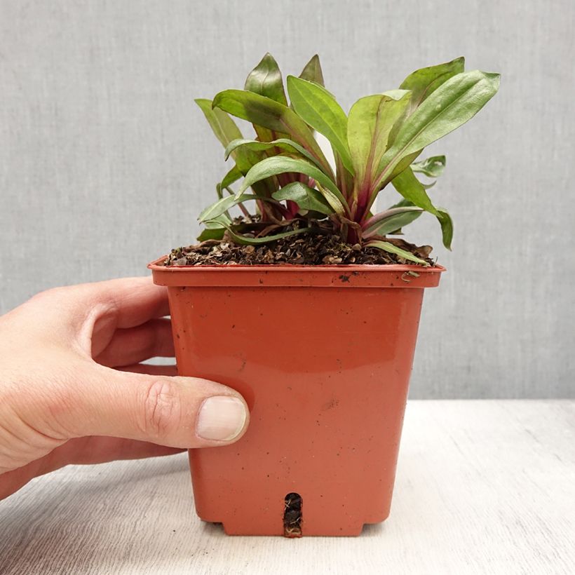 Helenium Sahin's Early Flowerer Maceta 1,5L/2L Ejemplar entregado en la primavera