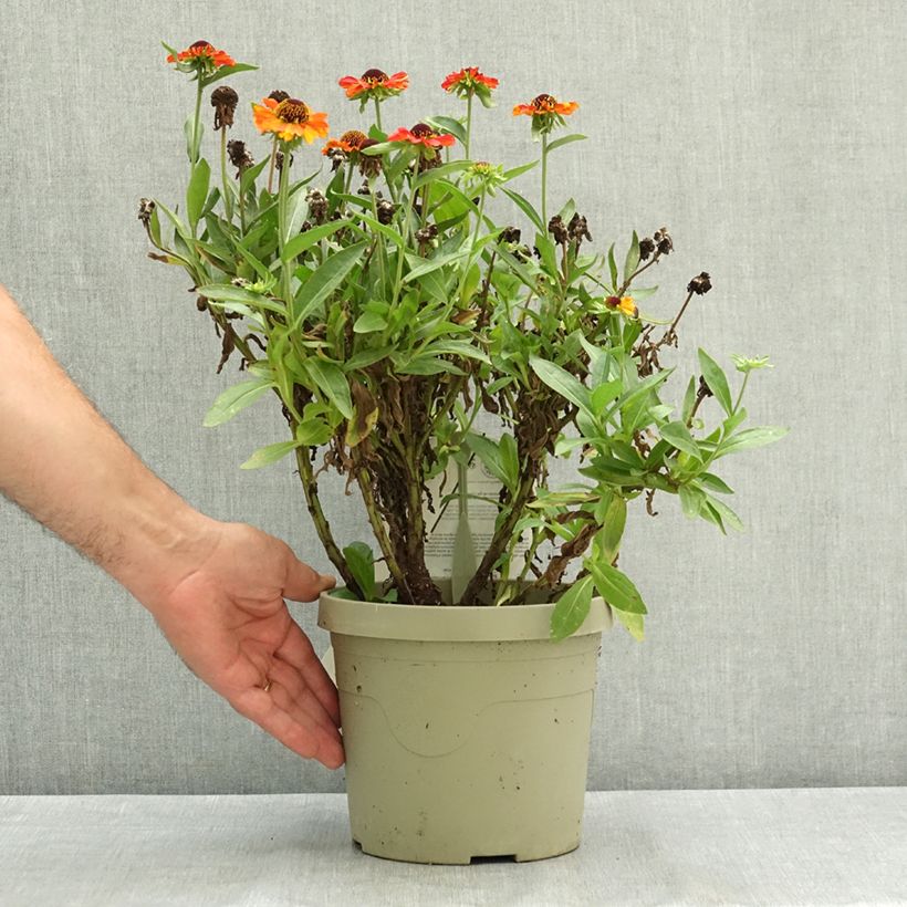 Ejemplar de Helenium Short' n'Sassy Maceta 3L/4L entregado en verano