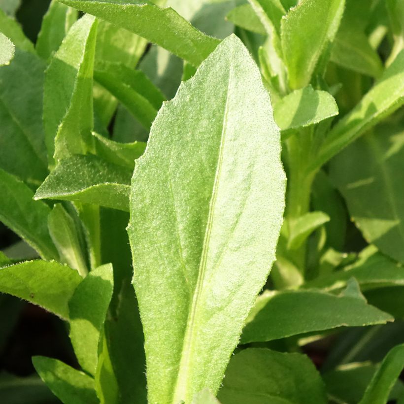 Helenium Short' n'Sassy (Follaje)