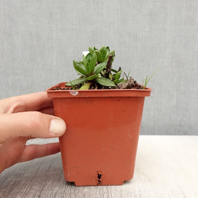 Helenium Short' n'Sassy Maceta 1L/1,5L Ejemplar entregado en la primavera