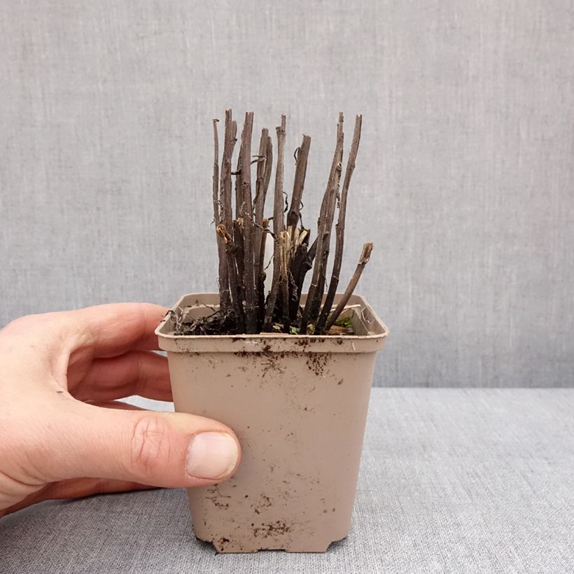 Helenium Strawberry Sundae Maceta de 8/9 cm Ejemplar entregado en invierno