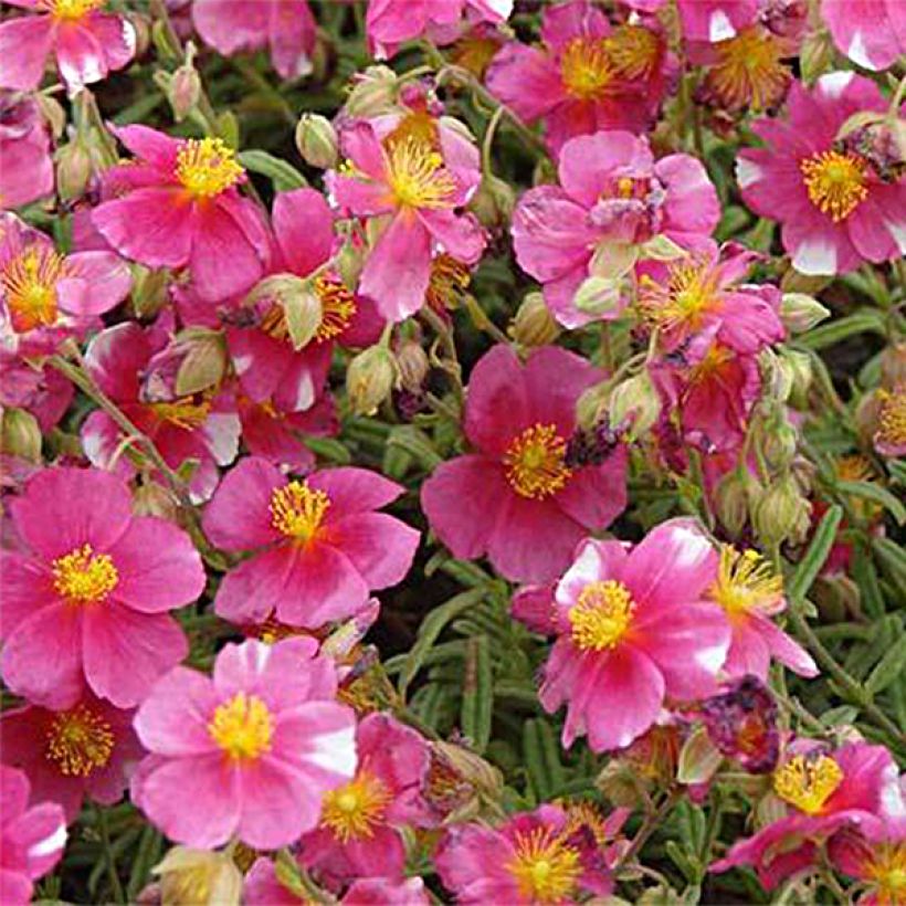 Helianthemum Raspberry Ripple (Floración)