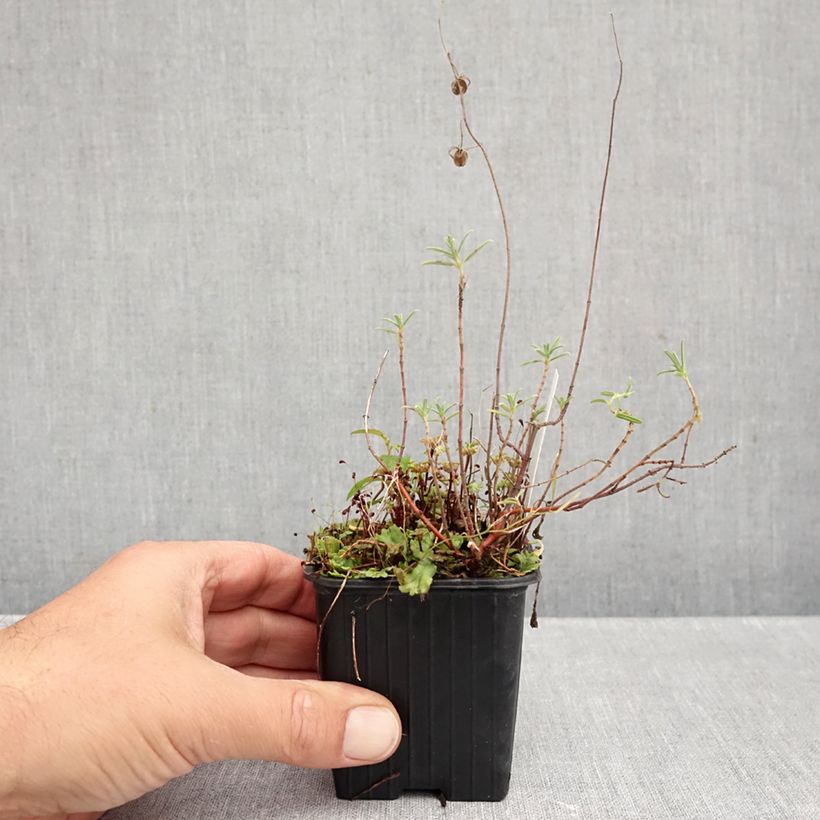 Ejemplar de Helianthemum apenninum Maceta de 8/9 cm entregado en otoño