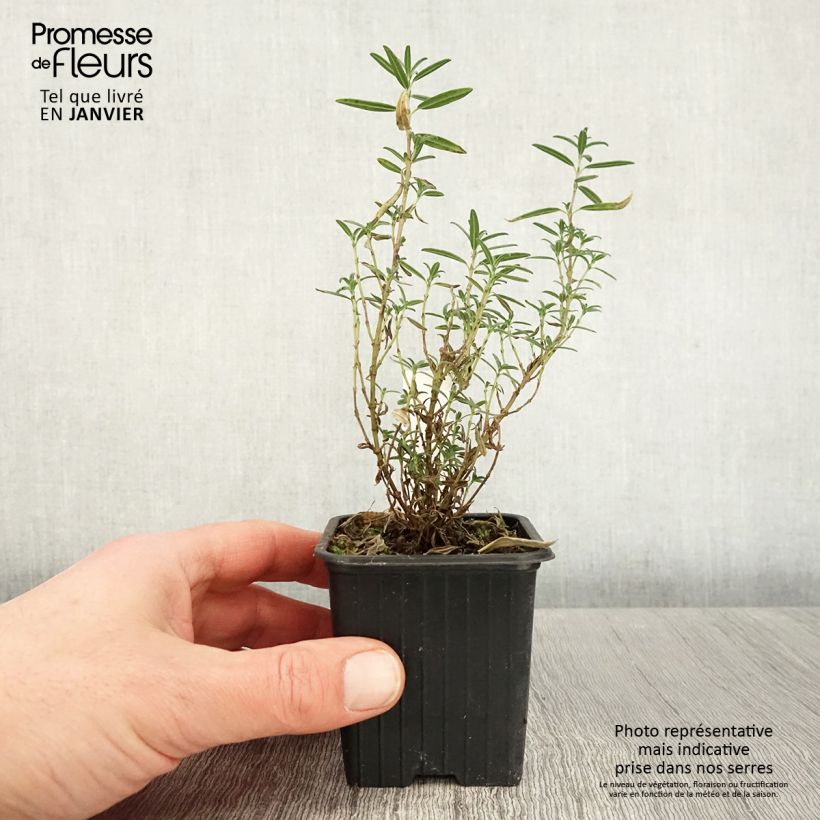 Helianthemum apenninum Maceta de 8/9 cm Ejemplar entregado en invierno