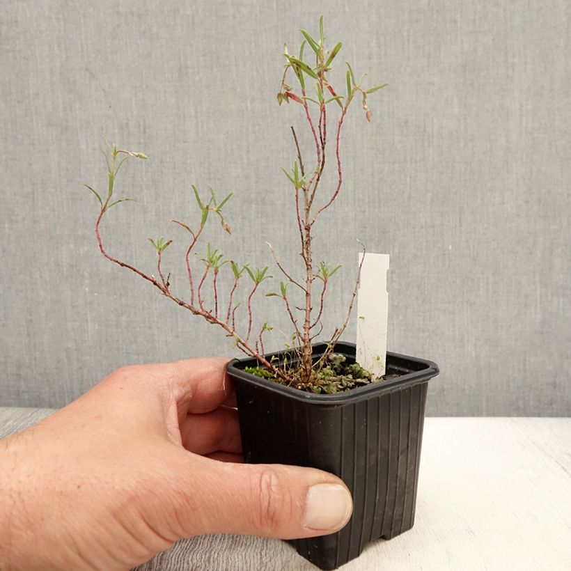 Helianthemum apenninum Maceta de 8/9 cm Ejemplar entregado en la primavera