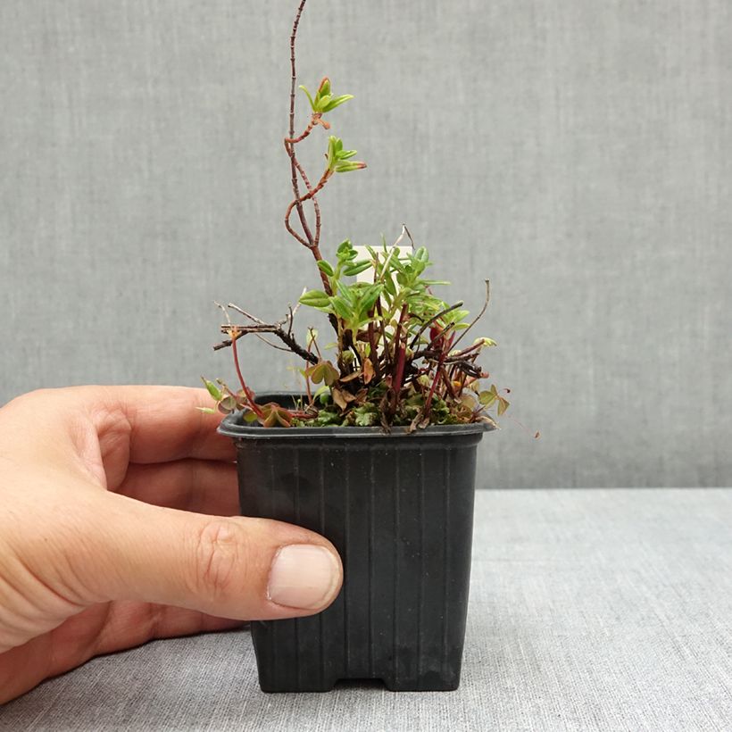 Ejemplar de Helianthemum Ben Alder Maceta de 8/9 cm entregado en verano