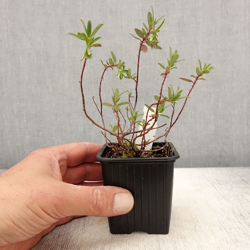 Helianthemum Ben Alder Maceta de 8/9 cm Ejemplar entregado en la primavera