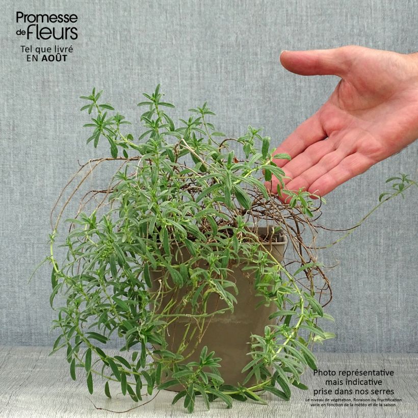 Ejemplar de Helianthemum Ben Fhada Maceta 2L/3L entregado en verano