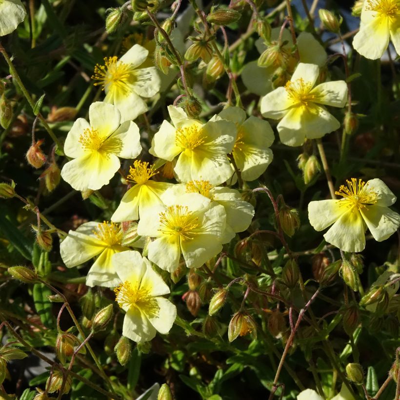 Helianthemum Elfenbeinglanz (Floración)