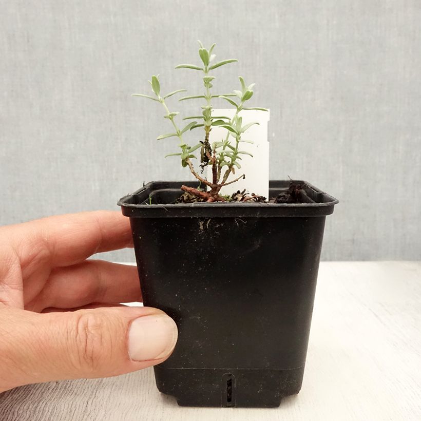 Ejemplar de Helianthemum Fire Dragon Maceta de 8/9 cm entregado en verano