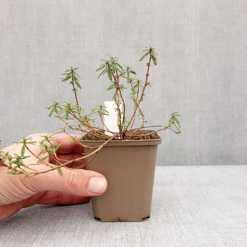 Helianthemum Golden Queen Maceta de 8/9 cm Ejemplar entregado en invierno