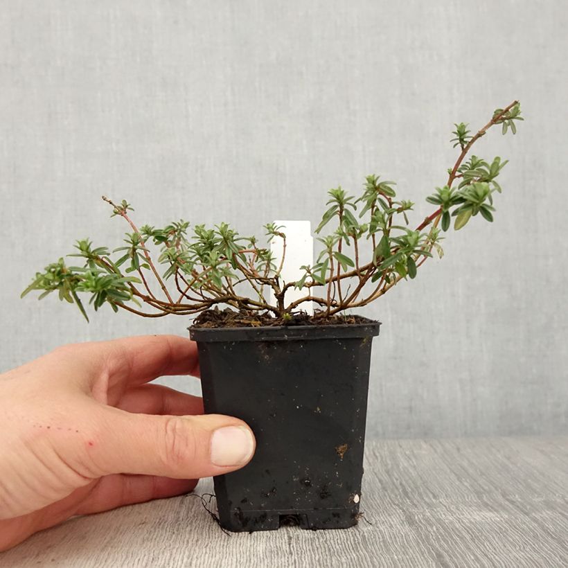 Helianthemum Golden Queen Maceta de 8/9 cm Ejemplar entregado en la primavera