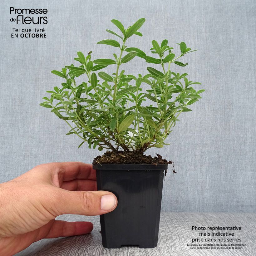 Ejemplar de Helianthemum Hartswood Ruby Maceta de 8/9 cm entregado en otoño