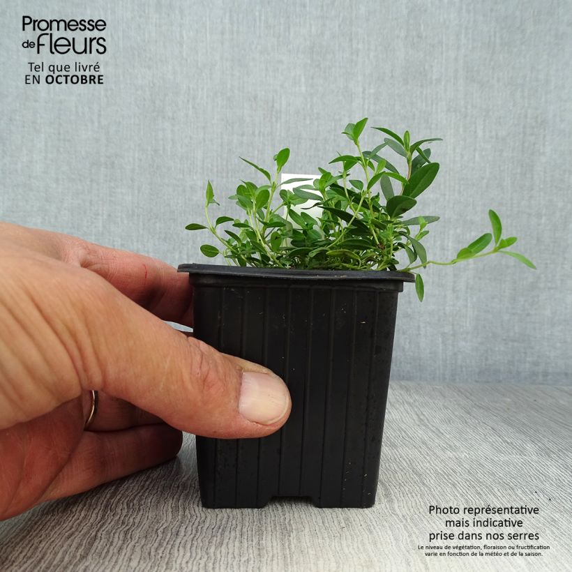Ejemplar de Helianthemum nummularium Maceta de 8/9 cm entregado en otoño