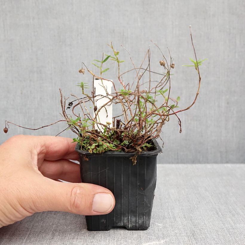Ejemplar de Helianthemum nummularium Maceta de 8/9 cm entregado en otoño