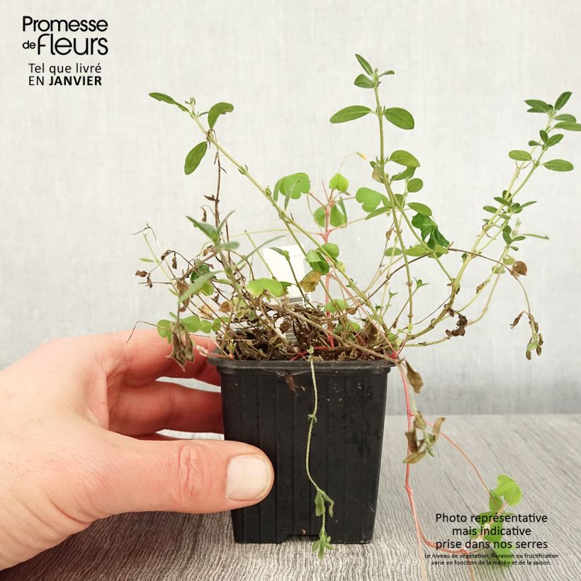 Helianthemum nummularium Maceta de 8/9 cm Ejemplar entregado en invierno