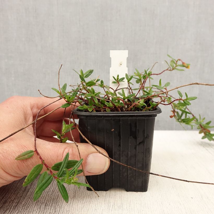 Helianthemum nummularium Maceta de 8/9 cm Ejemplar entregado en la primavera