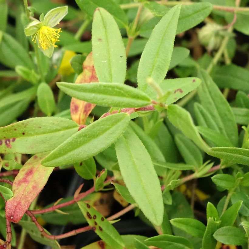 Helianthemum nummularium (Follaje)