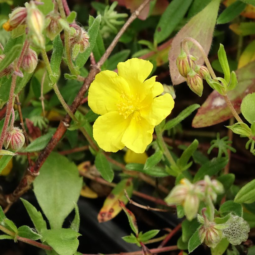 Helianthemum nummularium (Floración)