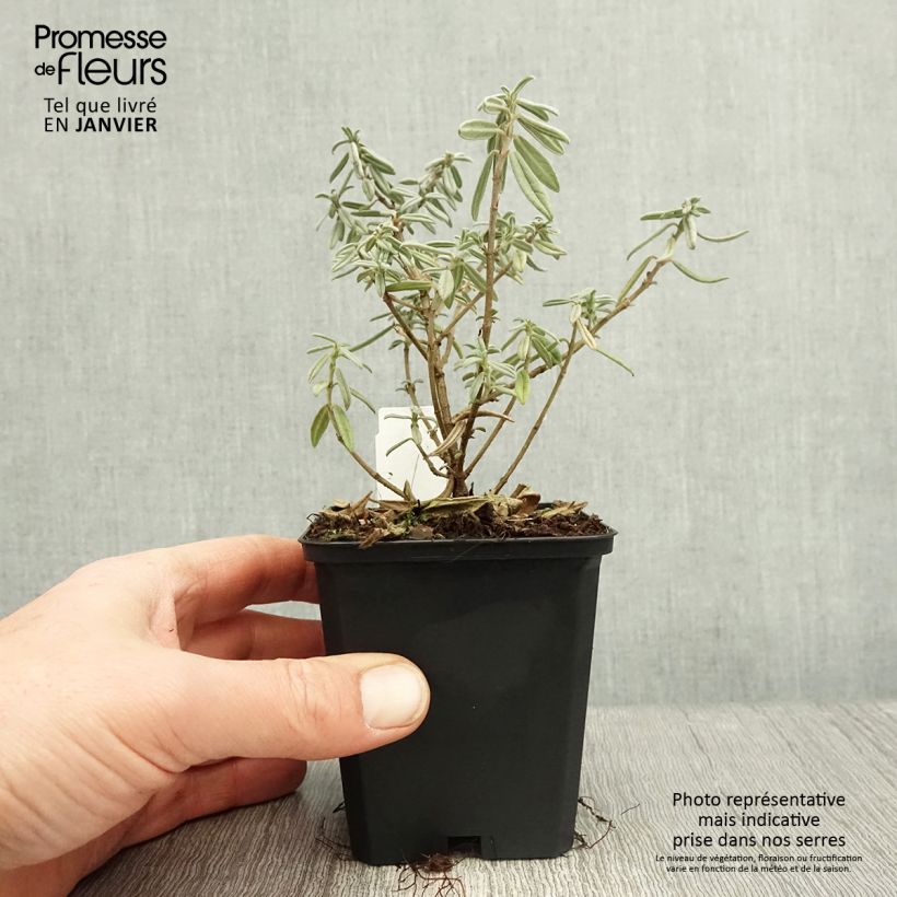 Helianthemum Rhodanthe Carneum Maceta de 8/9 cm Ejemplar entregado en invierno