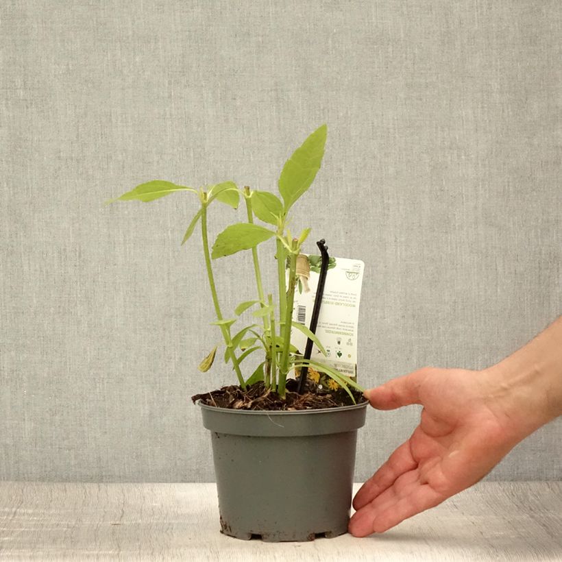 Ejemplar de Helianthus strumosus Maceta 1,5L/2L entregado en verano
