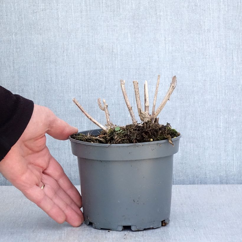 Girasol - Helianthus strumosus Maceta 1,5L/2L Ejemplar entregado en la primavera