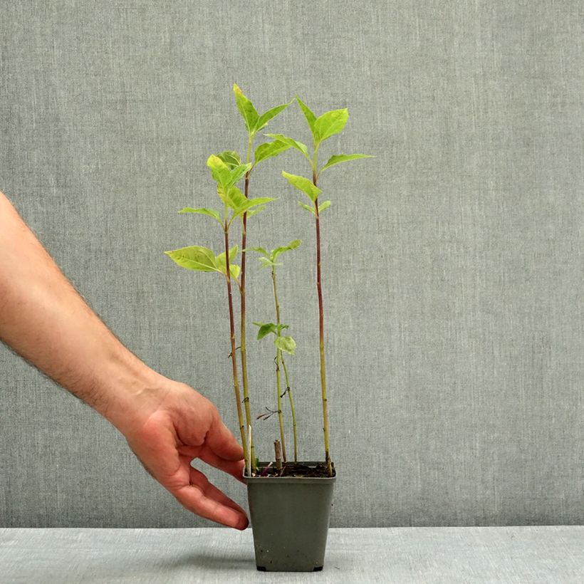 Ejemplar de Helianthus decapetalus Plenus Maceta de 8/9 cm entregado en verano