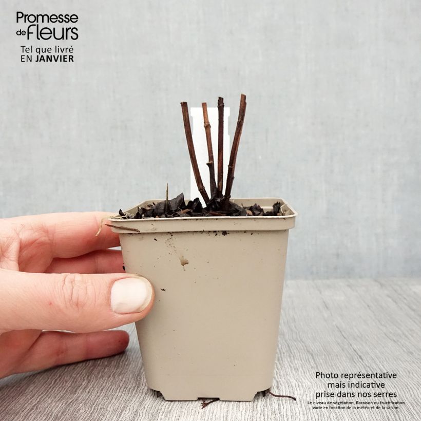 Helianthus decapetalus Plenus Maceta de 8/9 cm Ejemplar entregado en invierno