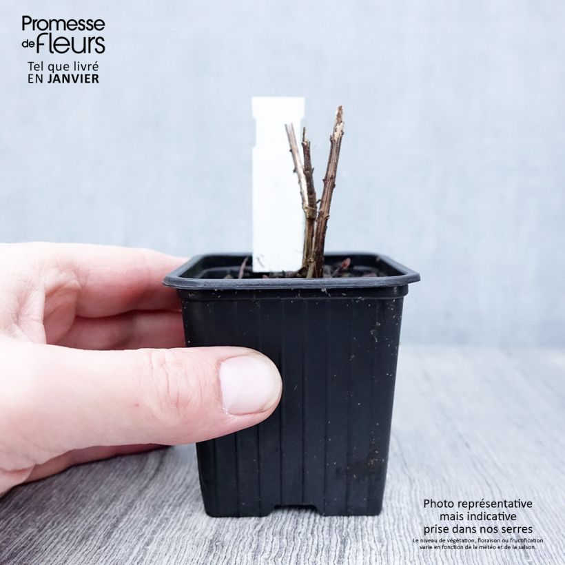 Helianthus salicifolius Table Mountain - Girasol de hojas de sauce Maceta de 8/9 cm Ejemplar entregado en invierno