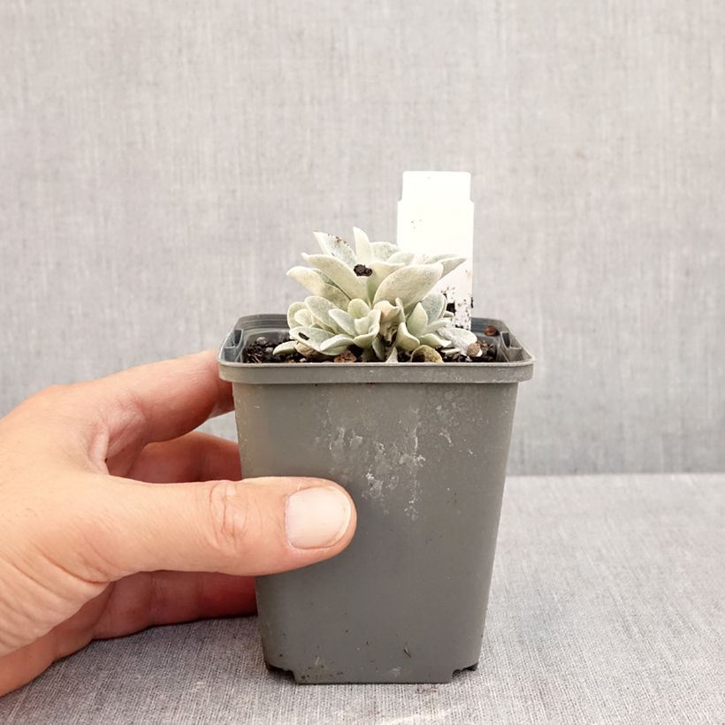 Ejemplar de Helichrysum amorginum Ruby Cluster - Inmortal Maceta de 8/9 cm entregado en otoño