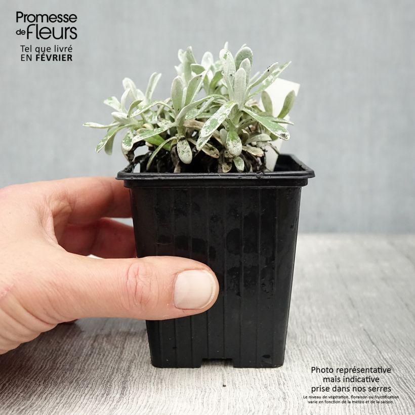 Helichrysum amorginum Ruby Cluster - Inmortal Maceta de 8/9 cm Ejemplar entregado en invierno