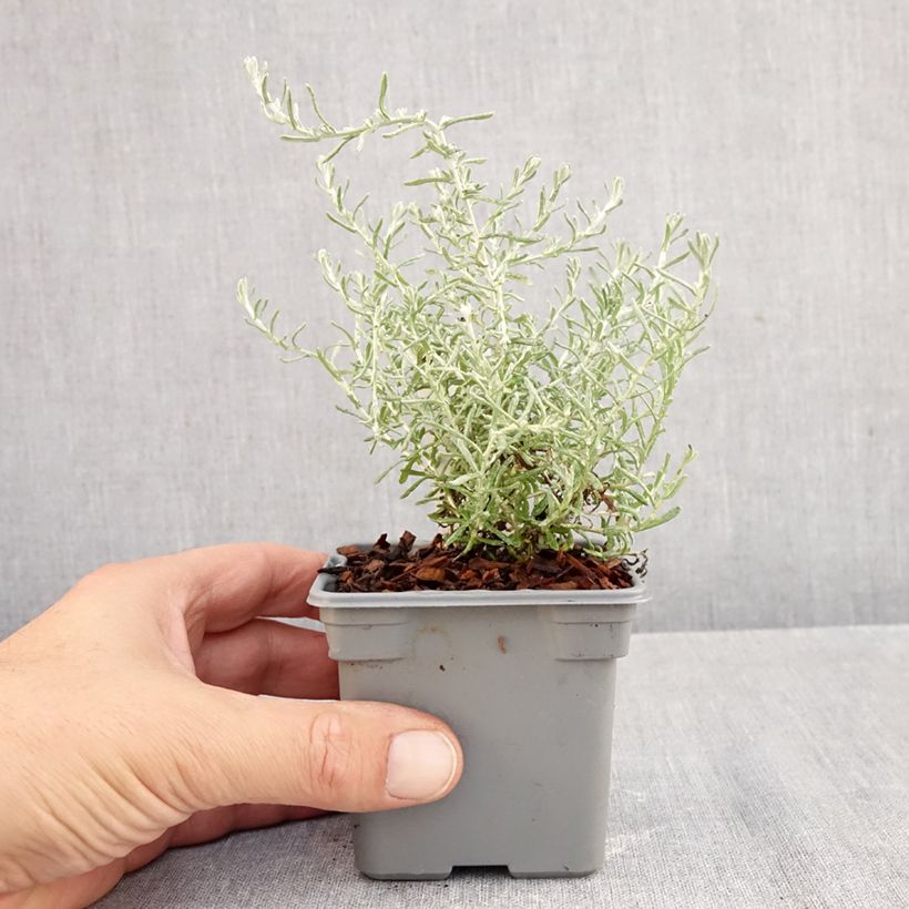 Ejemplar de Curry Aladin Maceta de 8/9 cm entregado en otoño