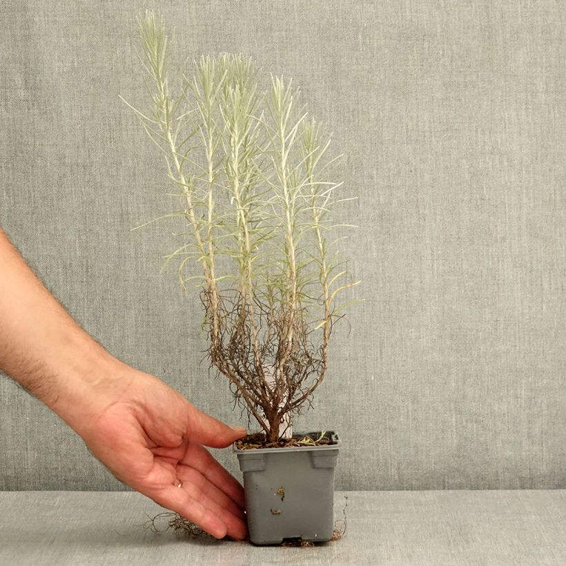 Ejemplar de Curry - Helichrysum italicum subsp. serotinum Maceta de 8/9 cm entregado en verano