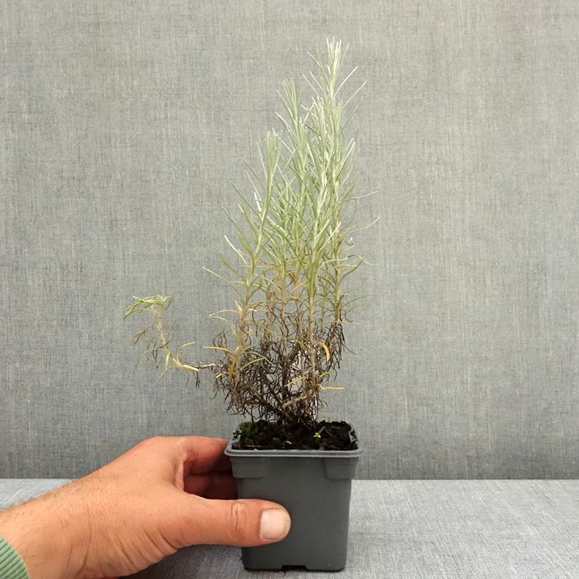 Curry - Helichrysum italicum subsp. serotinum Maceta de 8/9 cm Ejemplar entregado en la primavera
