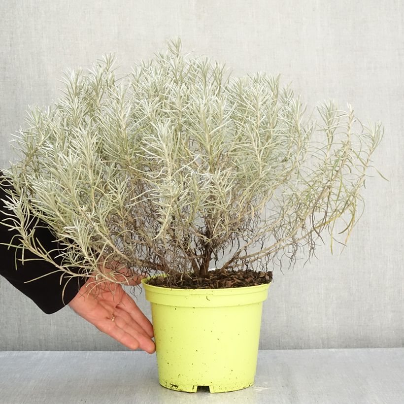 Ejemplar de Curry - Helichrysum italicum subsp. serotinum Maceta 3L/4L entregado en otoño