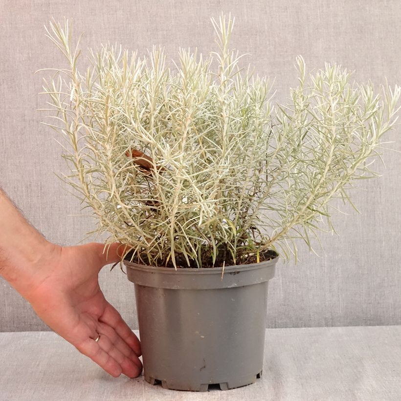 Ejemplar de Curry - Helichrysum italicum subsp. serotinum Maceta 3L/4L entregado en verano
