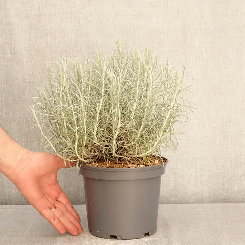 Curry - Helichrysum italicum subsp. serotinum Maceta 3L/4L Ejemplar entregado en la primavera