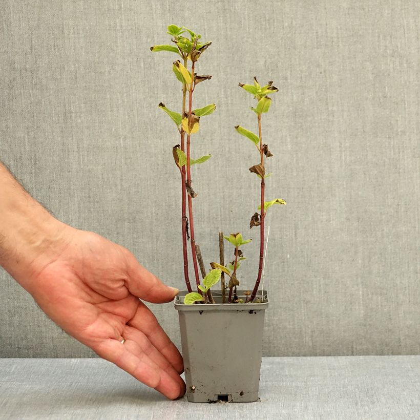 Ejemplar de Heliopsis helianthoides Asahi Maceta de 8/9 cm entregado en verano