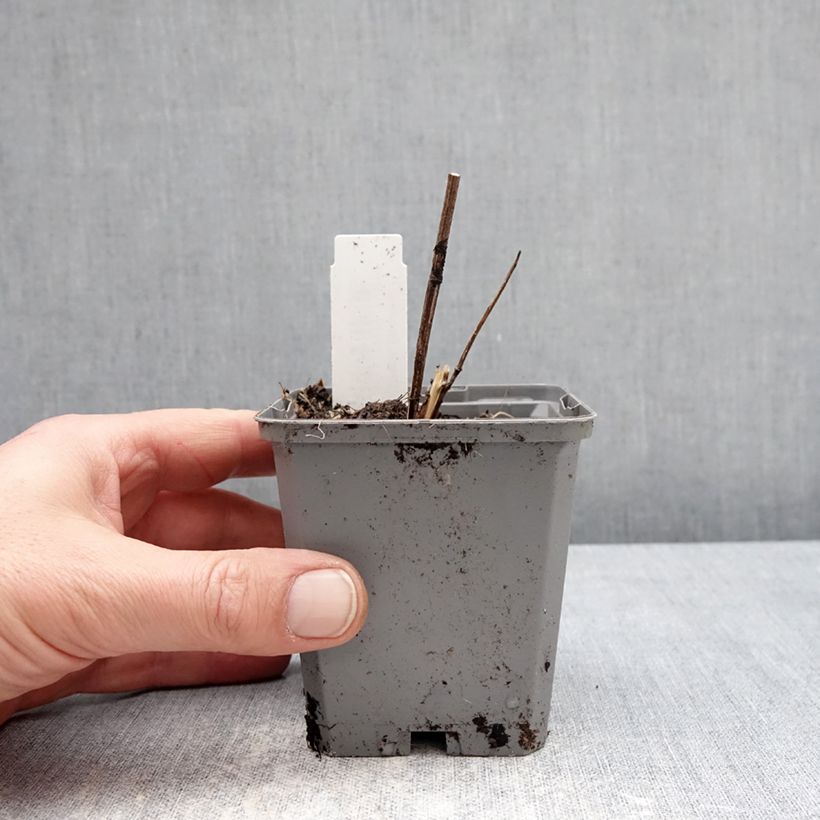 Heliopsis helianthoides Asahi Maceta de 8/9 cm Ejemplar entregado en invierno